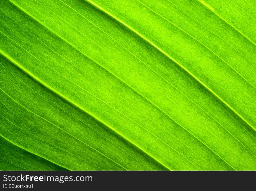 Close-up of  green leaf. Abstract background. Close-up of  green leaf. Abstract background.