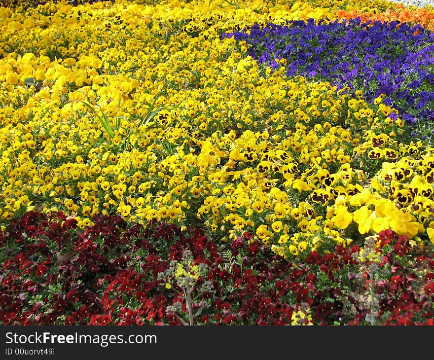 View of colorful spring flowers