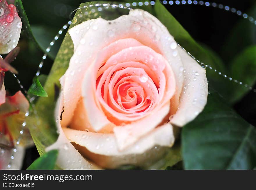 Beautiful rose with fresh color. Beautiful rose with fresh color