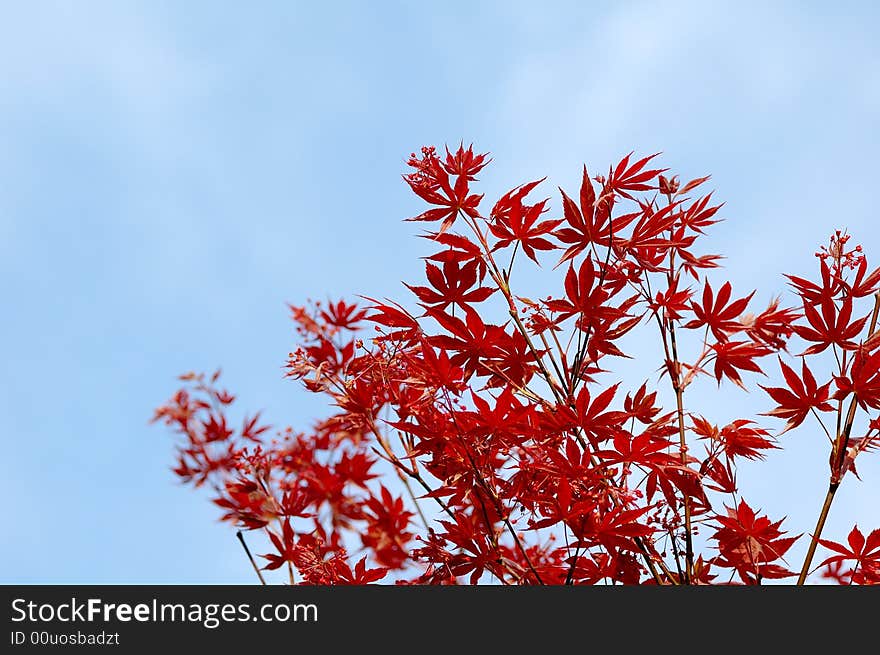 Red maple leaf with blue sky on the background.