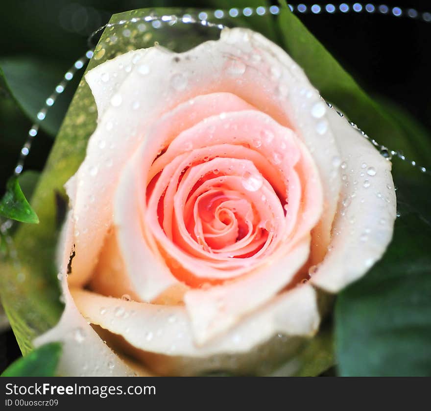 Beautiful rose with fresh color. Beautiful rose with fresh color