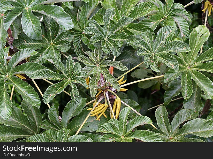 Rain Forest Plant