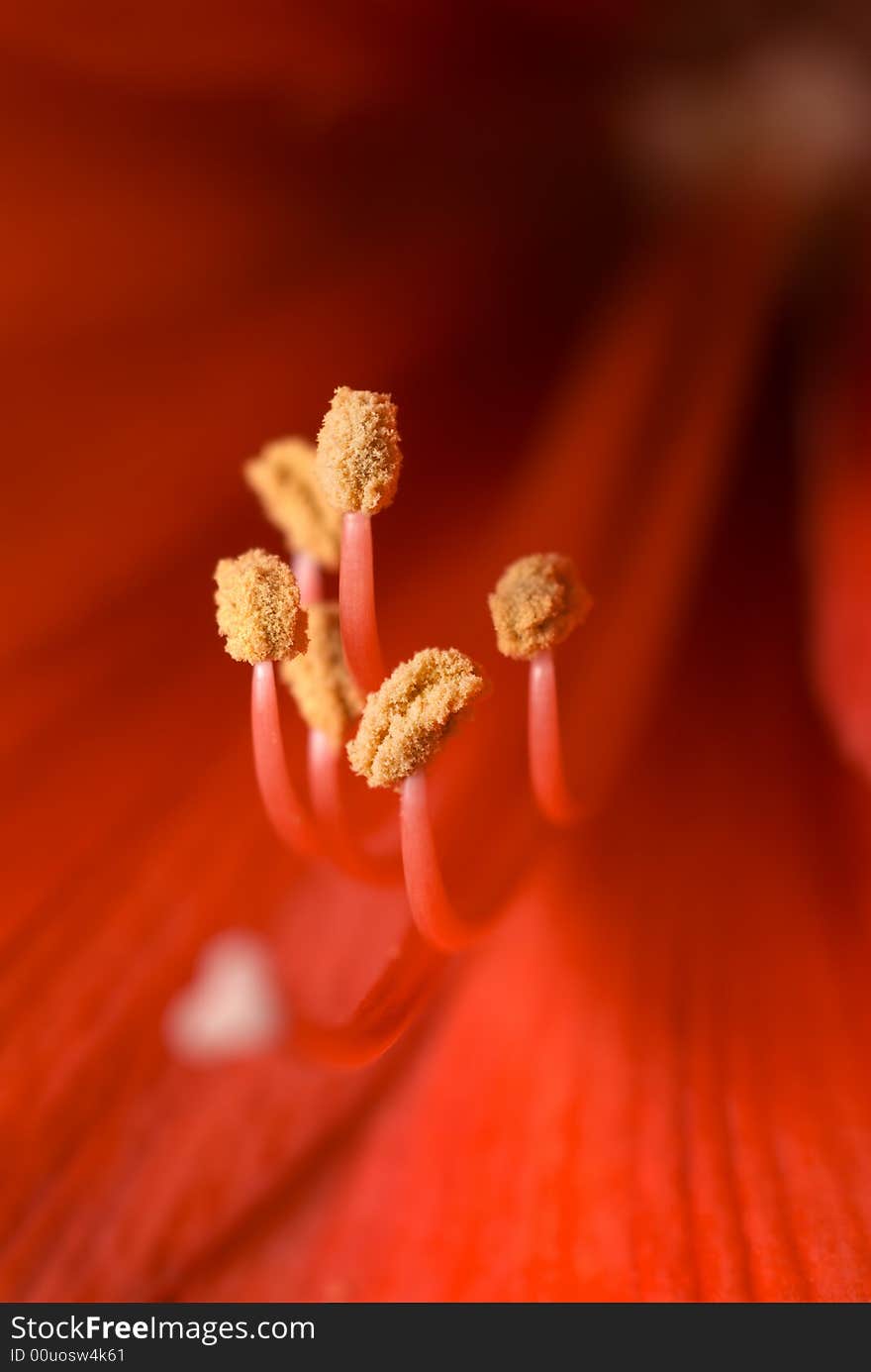 Stamen of hippeastrum flower. Family: Amaryllidaceae. Focus on stamen. Stamen of hippeastrum flower. Family: Amaryllidaceae. Focus on stamen.