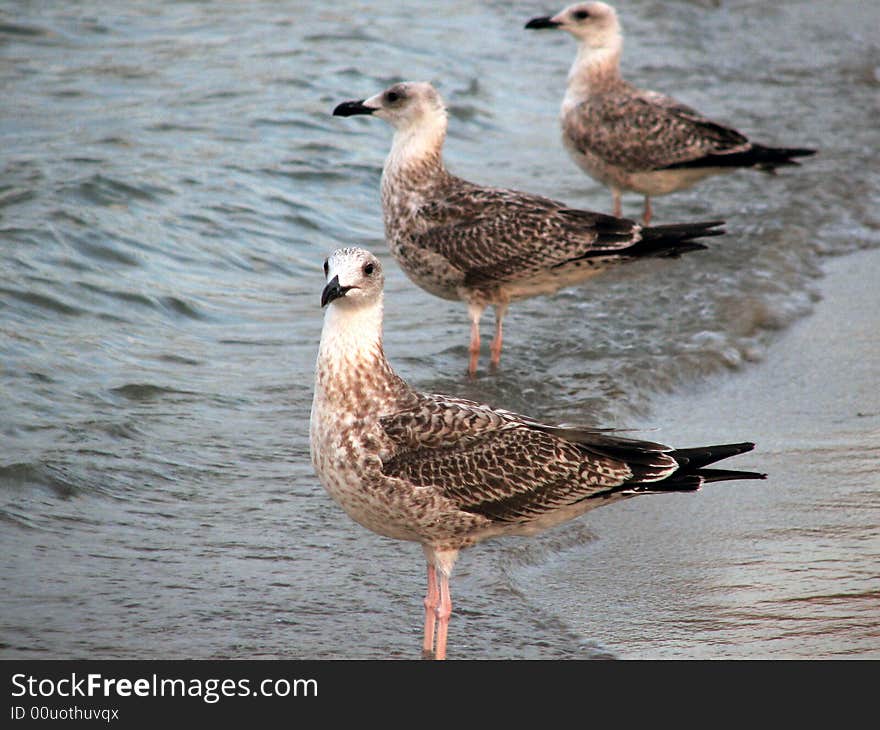 Seagulls were lined up for waiting for the morning sun