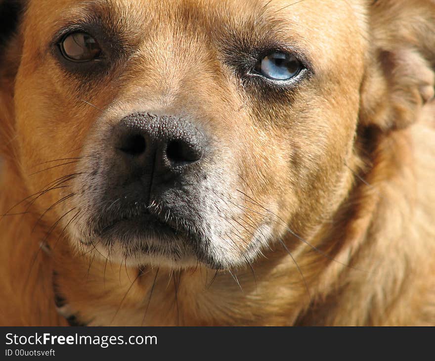 This dog has eyes of two colors - blue and brown. This dog has eyes of two colors - blue and brown