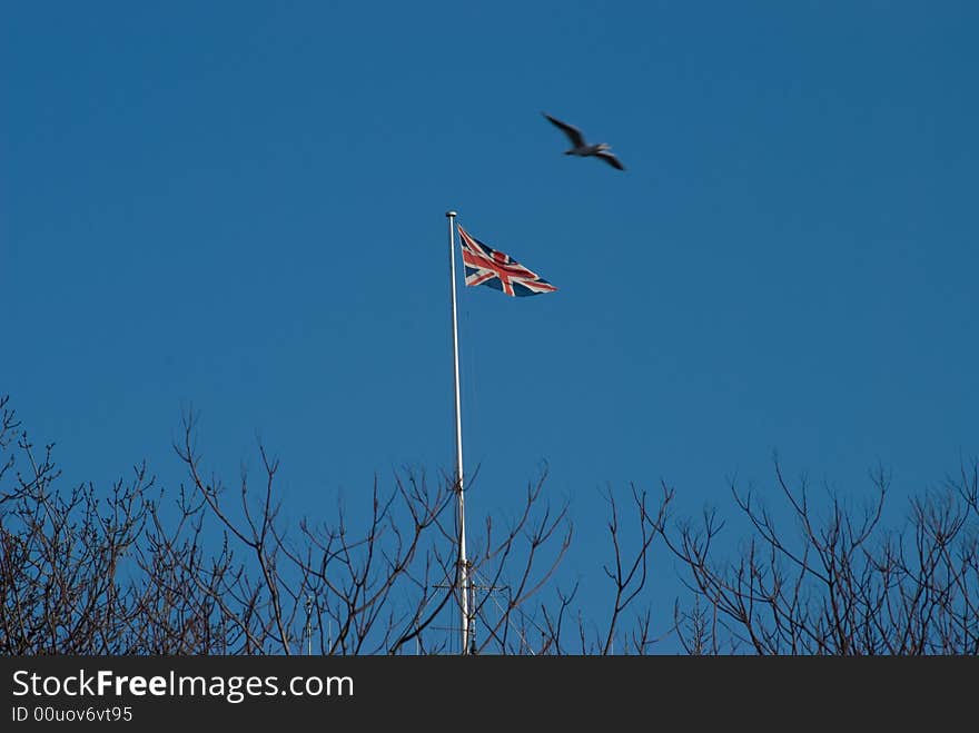 A shot of a bird flying above a uk flag with some branches on the lower part. A shot of a bird flying above a uk flag with some branches on the lower part