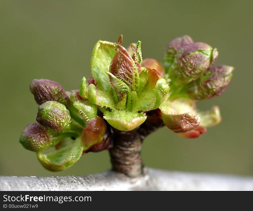 Cherry tree buds