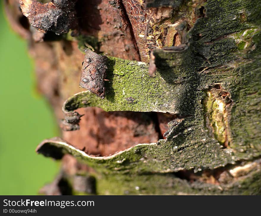 Bark old peach tree, closeup. Bark old peach tree, closeup