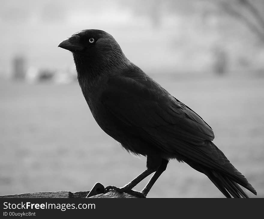 Raven close up, Black and white