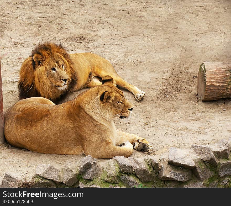 The lion and lioness have a rest laying on sand