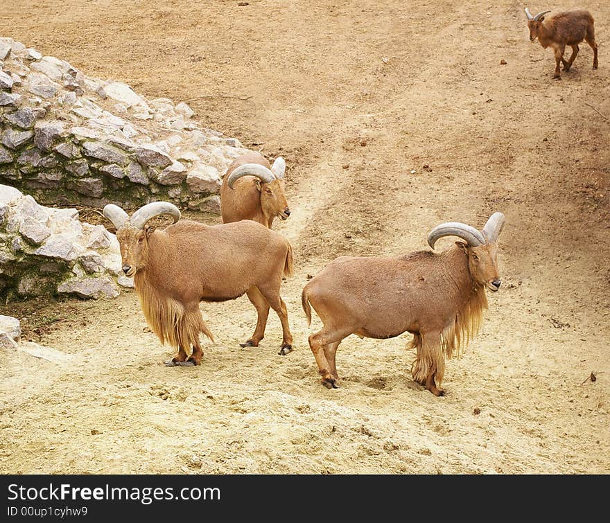 Wild mountain rams