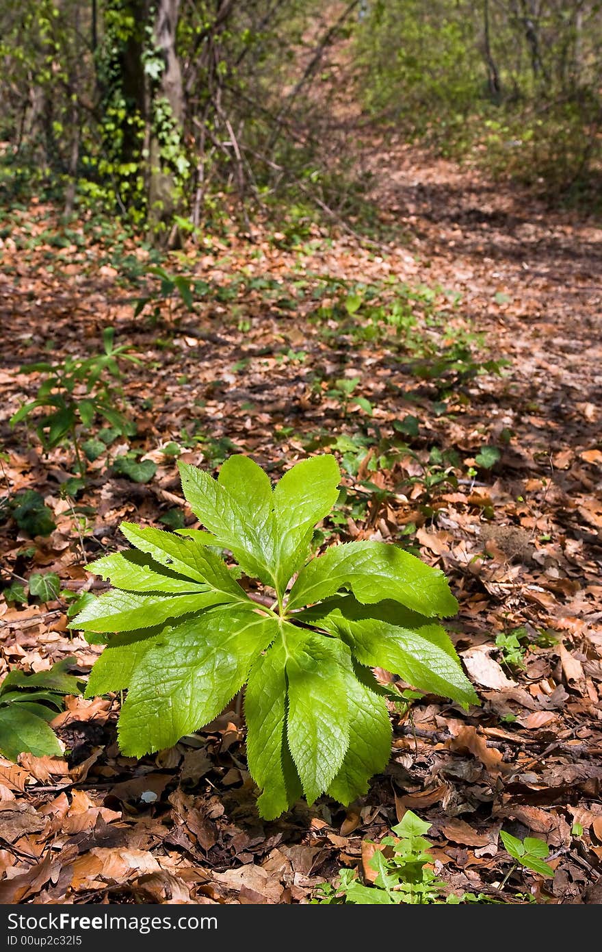 Single green plant near the woodland path in the sun