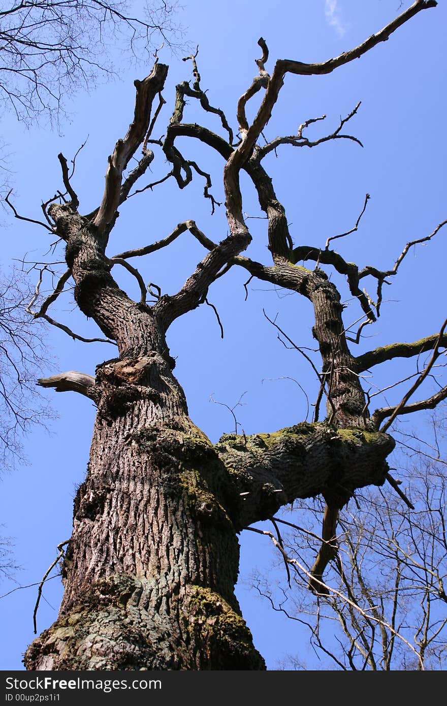 Tree without leaves on a clear spring day