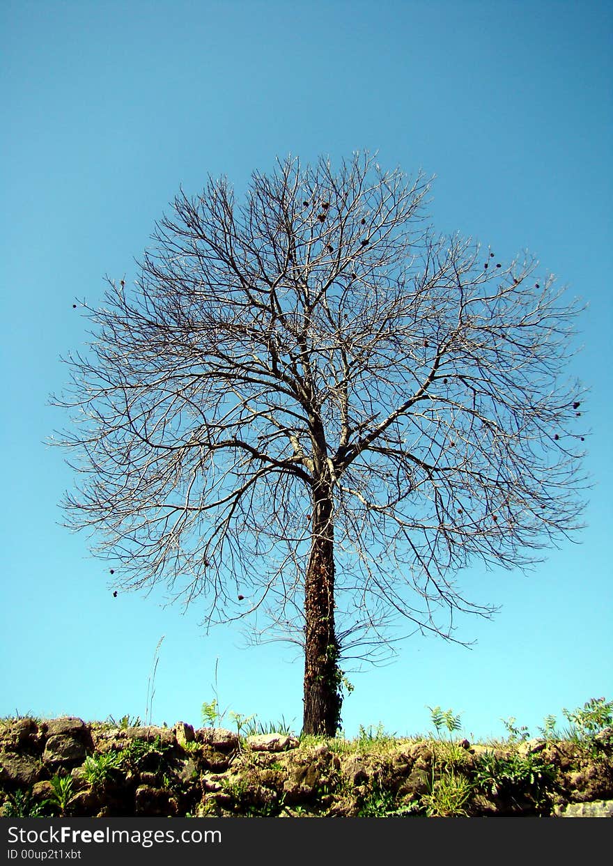 Lonely tree against blue sky