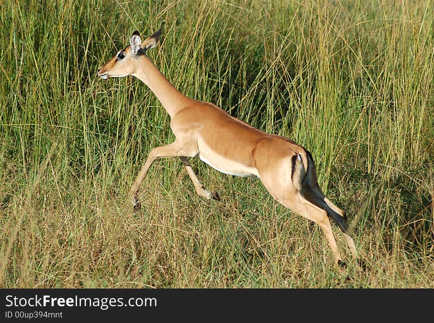 A young female Impala antelope prancing