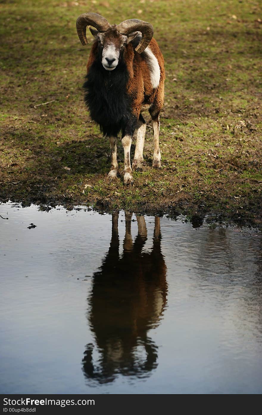 Brown Ram reflected on river