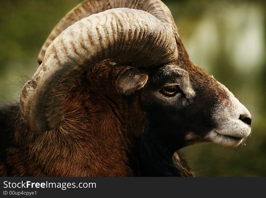 Mountains Ram head details on green background