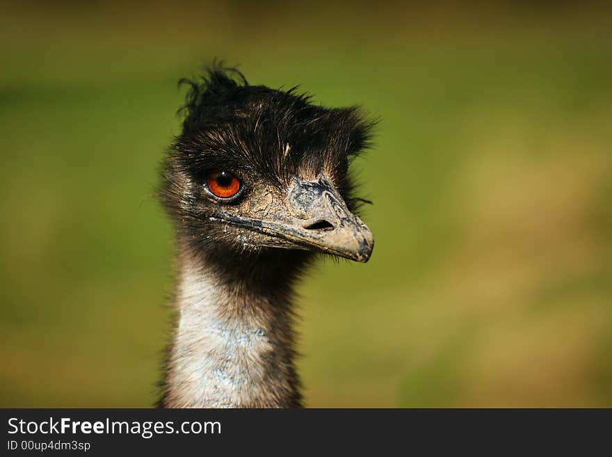 An emu/ostrich with orange eyes on green background. An emu/ostrich with orange eyes on green background