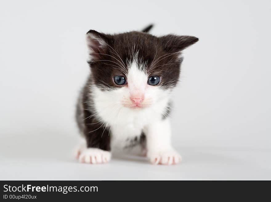 Black and white kitten standing on a floor, isolated