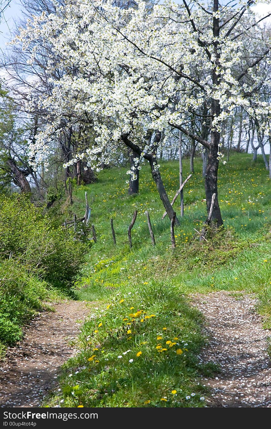 Countryside road in the spring time and orchard around it. Countryside road in the spring time and orchard around it