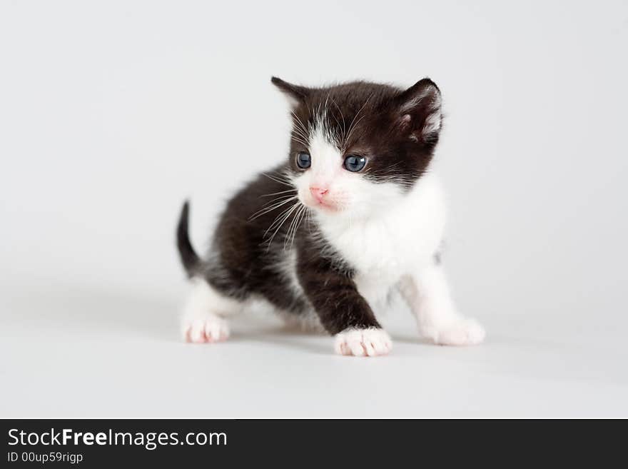 Black and white kitten standing on a floor