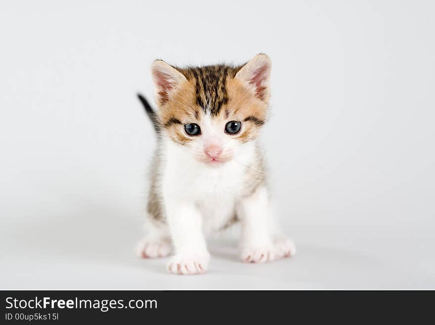 Striped Kitten Standing On A Floor