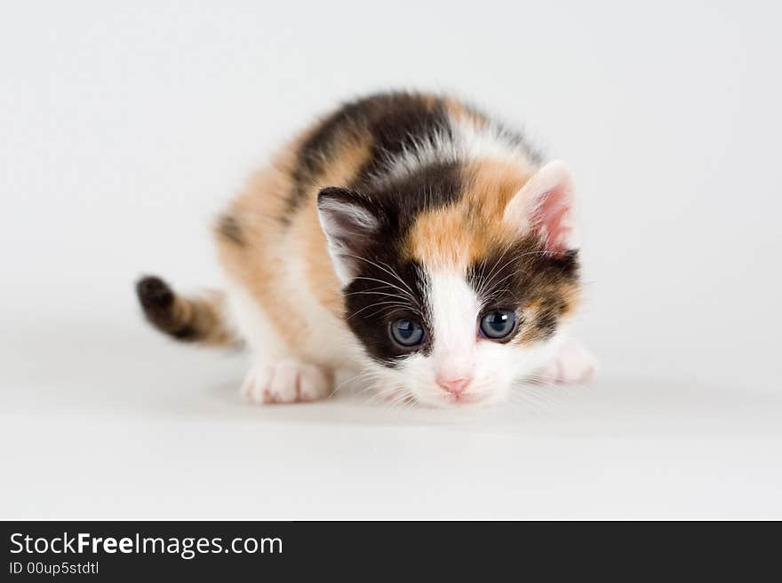 Spotted kitten standing on a floor, isolated