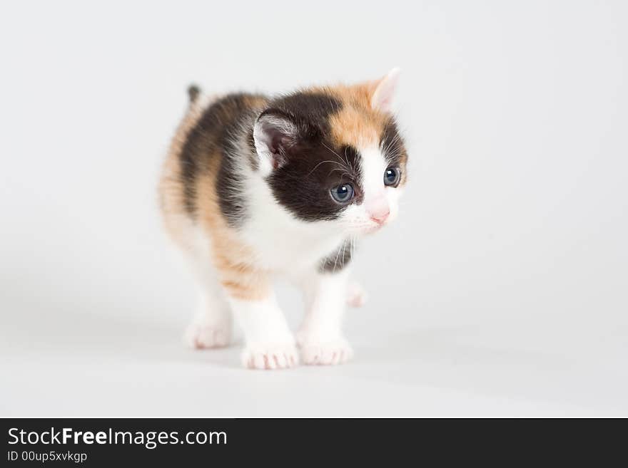 Spotted Kitten Standing On A Floor, Isolated