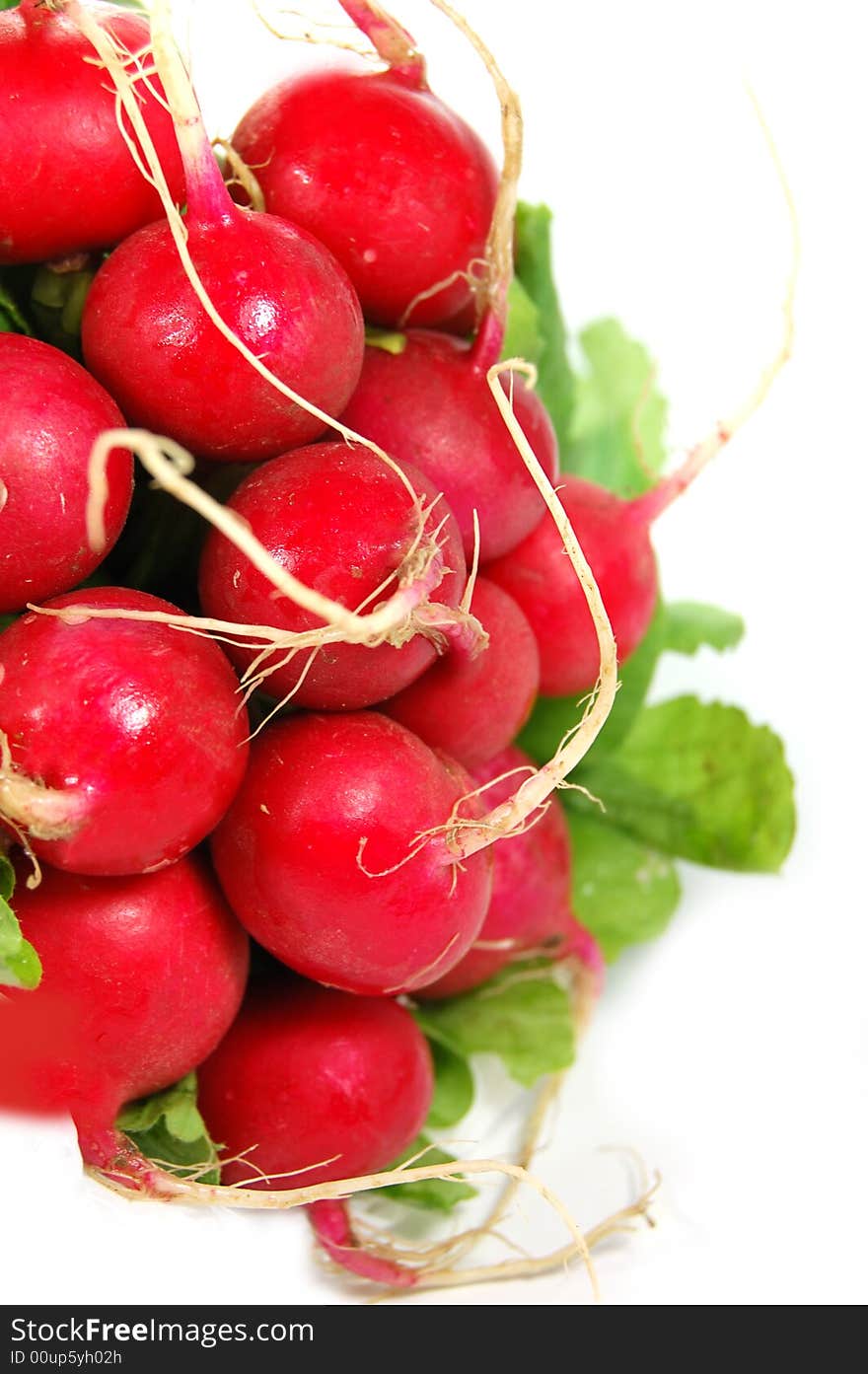 Radish