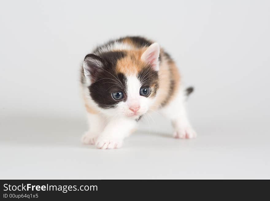 Spotted kitten standing on a floor, isolated