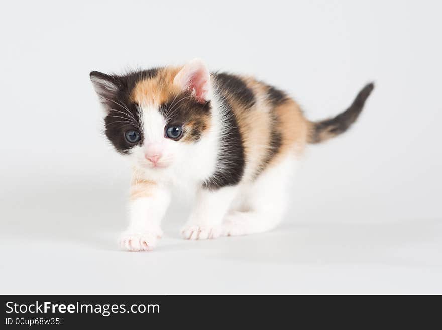 Spotted kitten standing on a floor, isolated