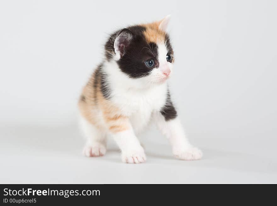 Spotted kitten standing on a floor, isolated