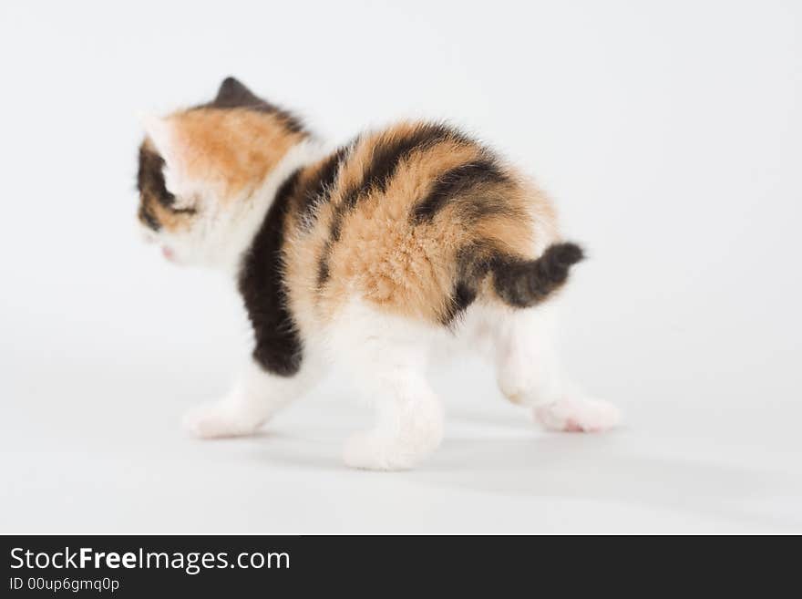 Spotted kitten standing on a floor, isolated