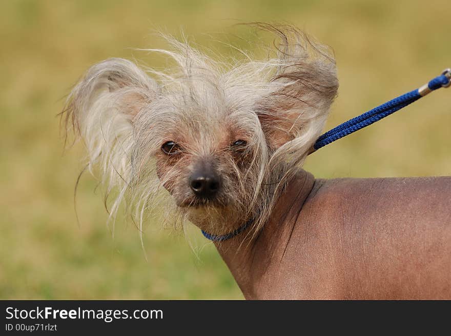 Chinese crested dog