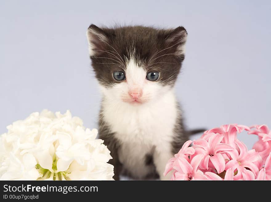 Black and white kitten and two flowers