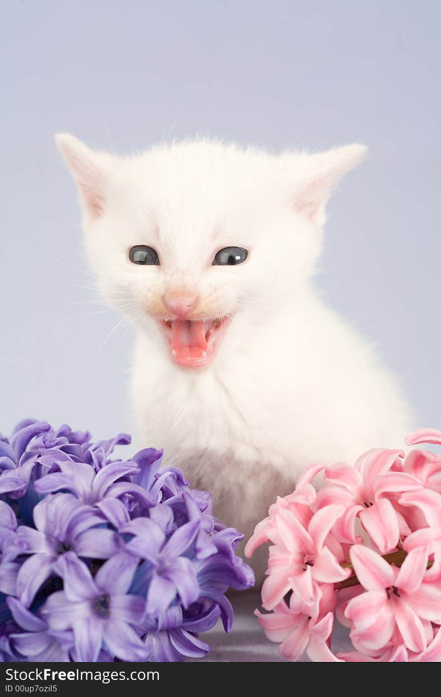 White Kitten And Two Flowers