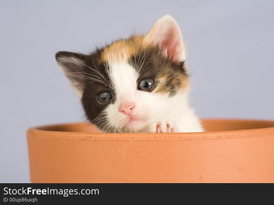 Spotted kitten and a flower pot