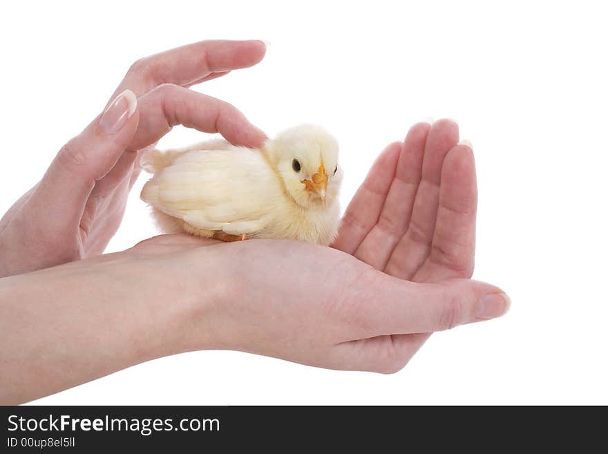 Newborn yellow chick save in human hands. Newborn yellow chick save in human hands