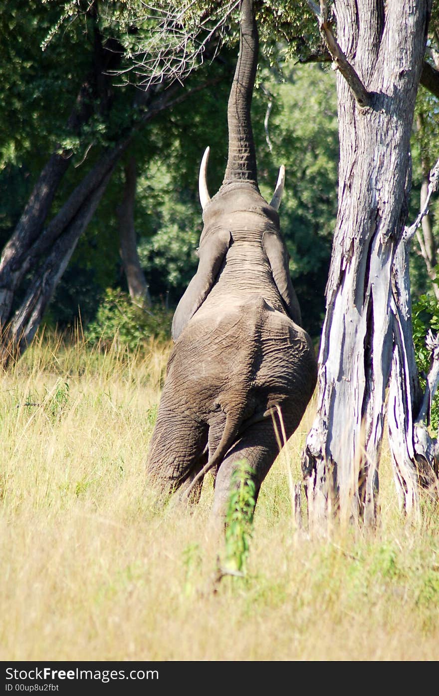 A lone male elephant reaching for fruit