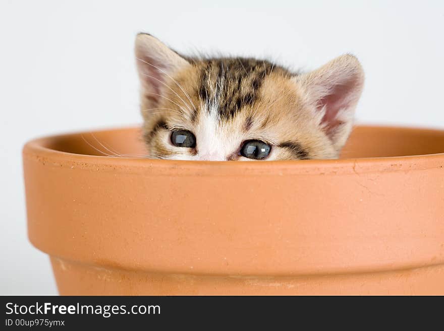 Striped kitten and a flower pot