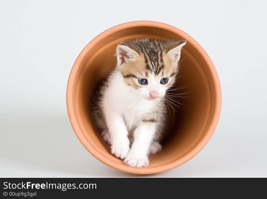 Striped Kitten And A Flower Pot,