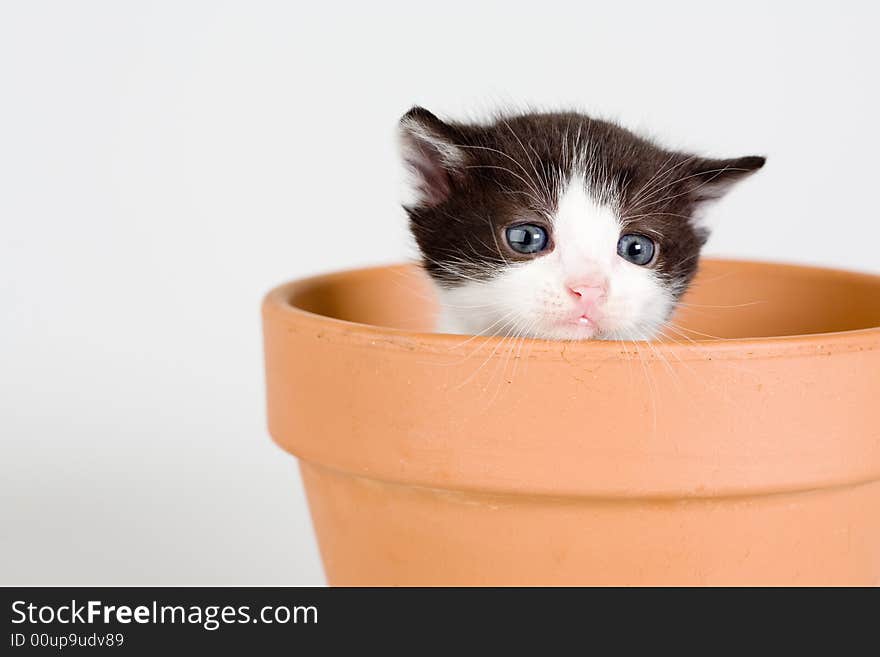 Black and white kitten and a flower pot, isolated