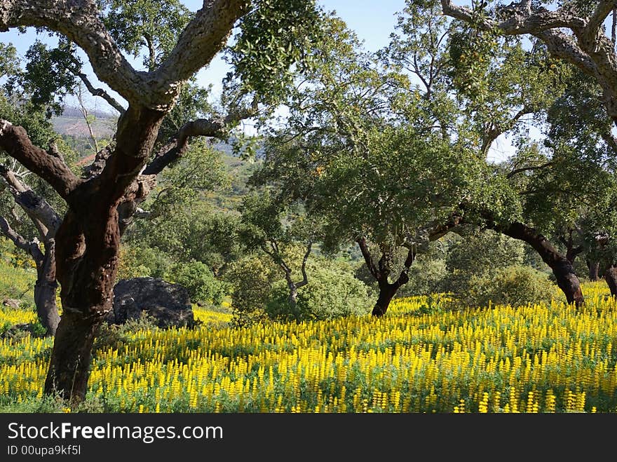 Mediterranic forest in south of Portugal. Mediterranic forest in south of Portugal.