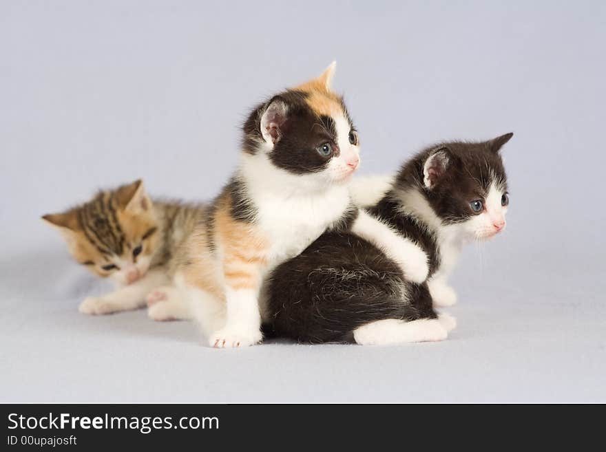 Three kitten standing on the floor