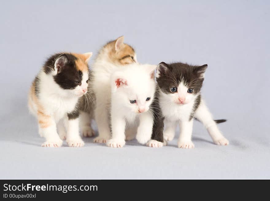 Four kitten standing on the floor