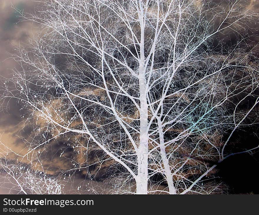 White Tree