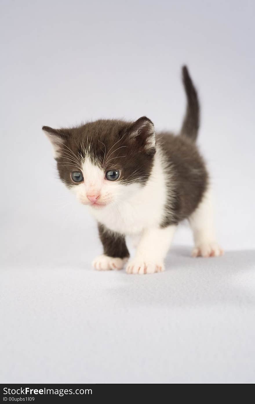 Black and white kitten, isolated