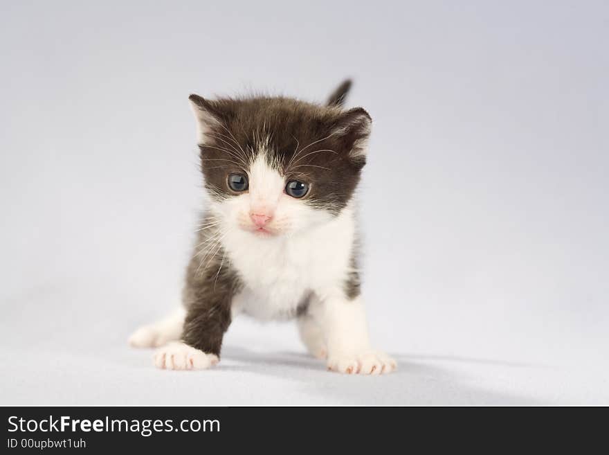 Black and white kitten, isolated