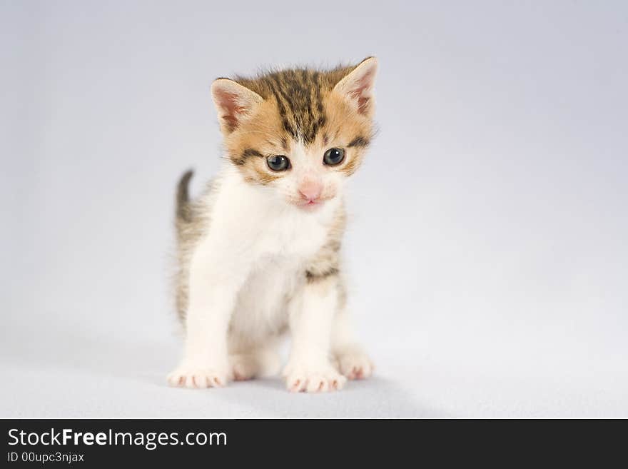 Striped kitten on the floor