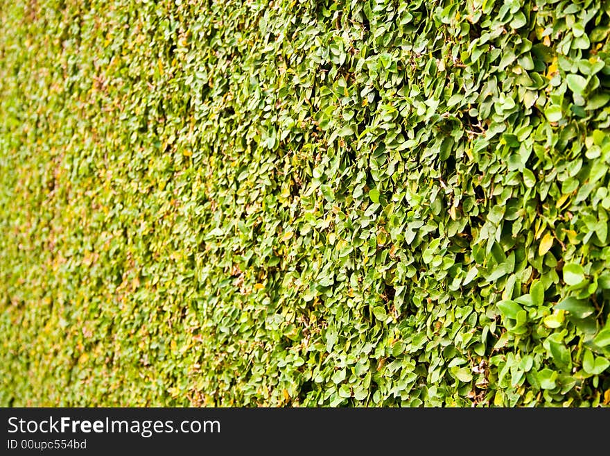 Green leaf background with selective focus